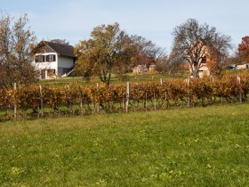 Weinberg Markt Neuhodis, © Walter Laschober