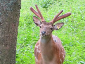 Sikahirsch, © Wiener Alpen in Niederösterreich - Schneeberg Hohe Wand